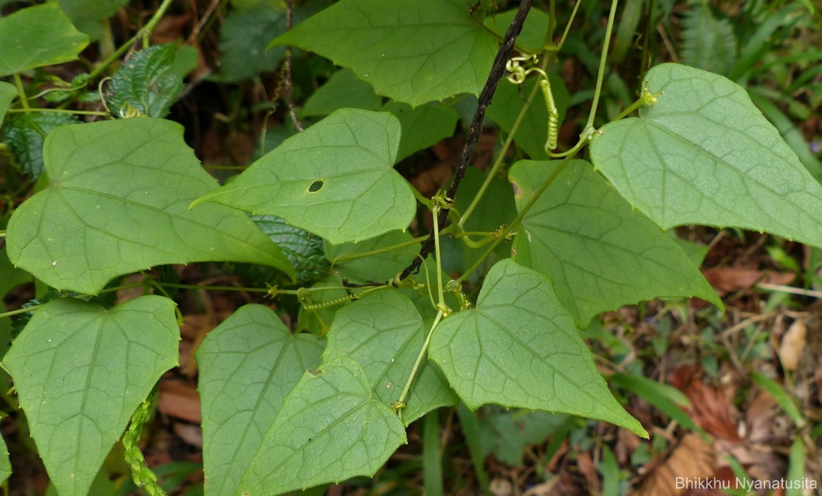 Zehneria bodinieri (H.Lév.) W.J.de Wilde & Duyfjes